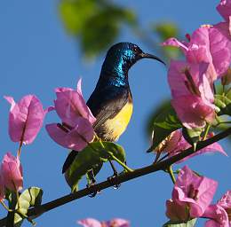 Variable Sunbird