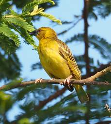 Black Headed Weaver F