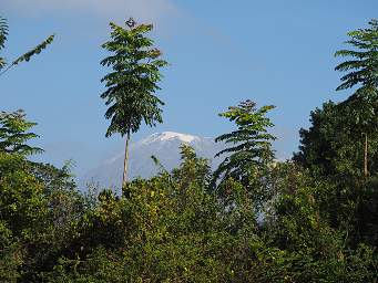 Kilimanjaro