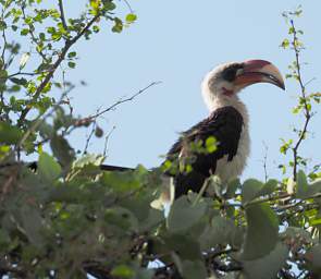 Von Der Deckens Hornbill