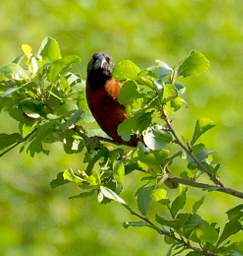 Chestnut Weaver