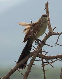 Black Coucal