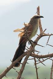 Black Coucal