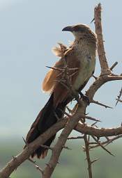 Black Coucal