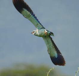 European Roller