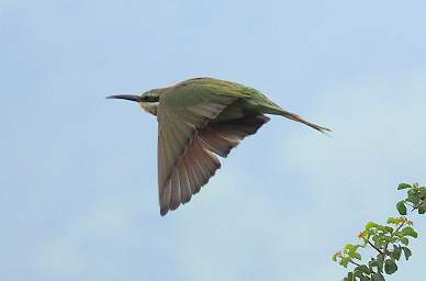 Bee Eater Flying