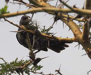 Xxx Red Billed Buffalo Weaver F