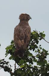 Brown Snake Eagle