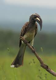 African Grey Hornbill