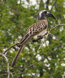 African Grey Hornbill