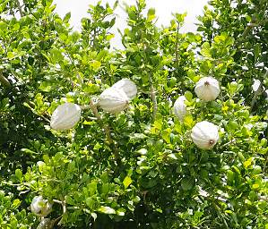 Mkomazi Tree Xxx Blossom