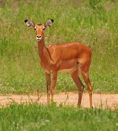 Mkomazi Impala