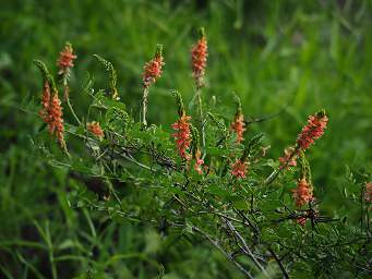 Flower Shrub Xxx