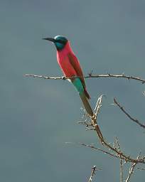 Northern Carmine Bee Eater