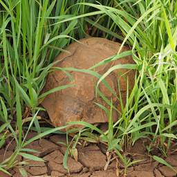 Mkomazi Tortise