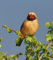 Red Billed Quelea