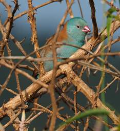 Blue Capped Cordon Bleu