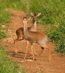 Dik Dik