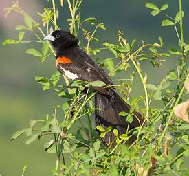 White Winged Widowbird