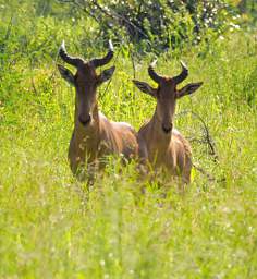 Mkomazi Hartbeest