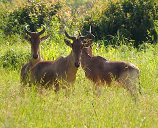 Mkomazi Hartbeest