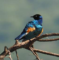 Superb Starling