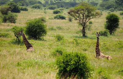 Mkomazi Giraffes