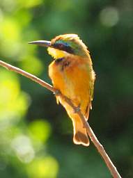 Little Bee Eater