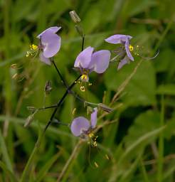 Flower Xxx Lavender