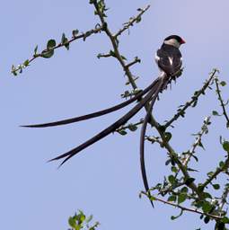 Pin Tailed Whydah