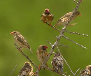 Red Billed Quelea