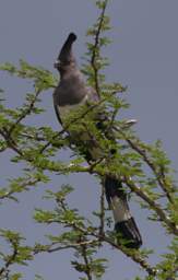 White Bellied Go Away Bird