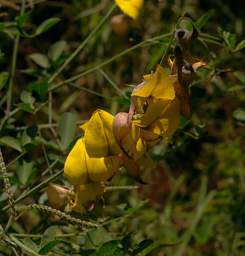 Flower Xxx Yellow