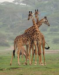 Giraffes