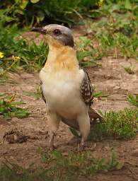 Great Spotted Cuckoo