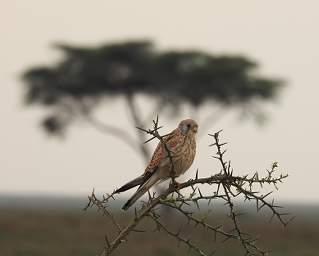 Lesser Kestrel