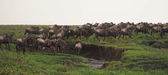 Wildebeests