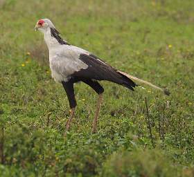 Secretary Bird