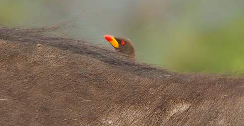 Yellow Billed Oxpecker