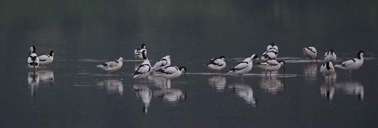 Pied Avocet