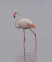 Greater Flamingo