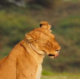 Lioness