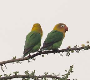 Yellow Collared Lovebird