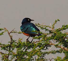 Superb Starling