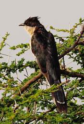 Black And White Cuckoo