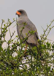 Dark Chanting Goshawk