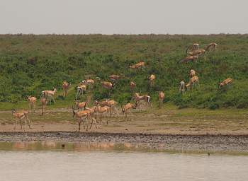 Grants Gazelles