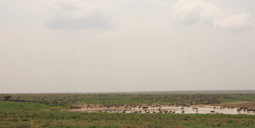 Wildebeest Waterhole