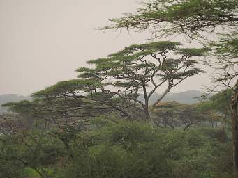 Ndutu Trees