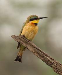 Little Bee Eater